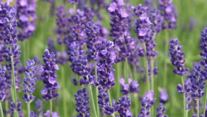 What You Need to Know About Buckthorn Oil