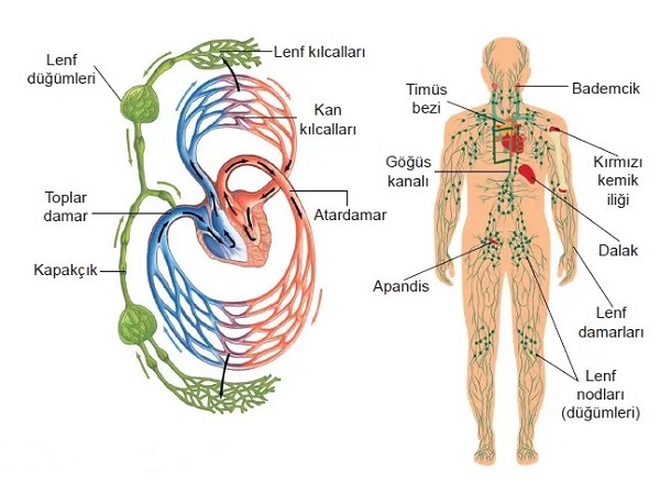 What are lens diseases ?