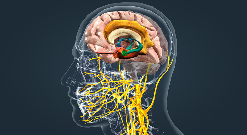 ​Tasks of the Limbic System