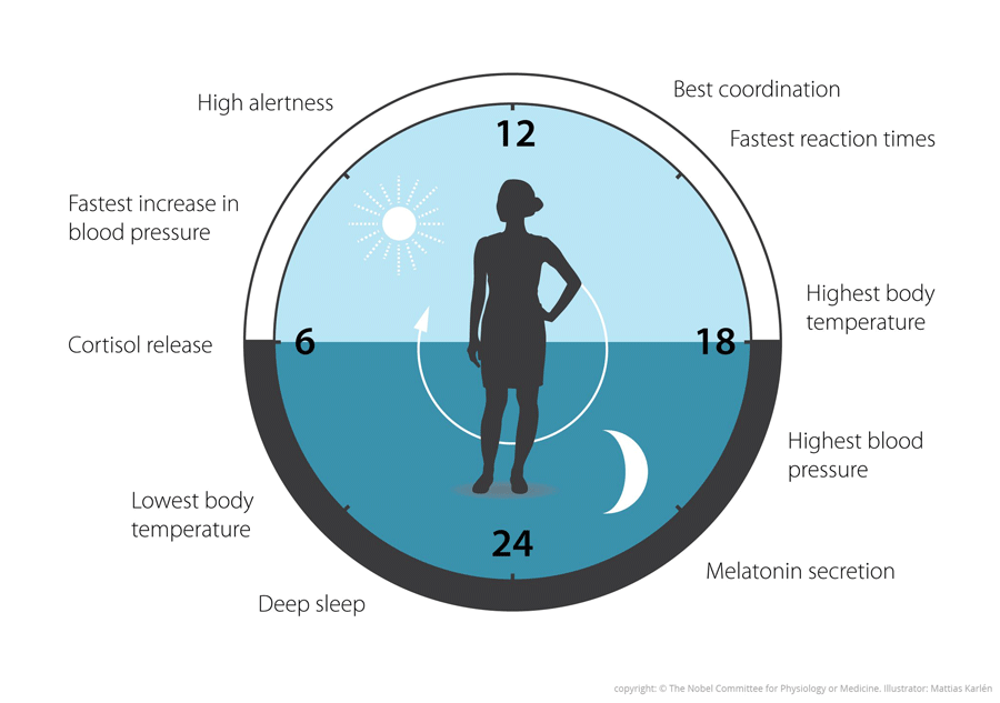 What is the biological clock setting