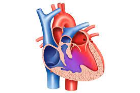 What is a Heart Hole?