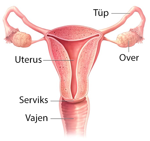 What are ovarian cysts ?