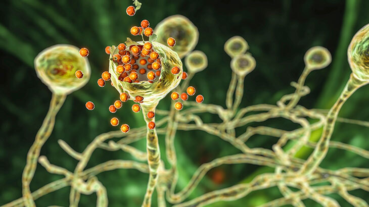 What is Black Fungus Disease?