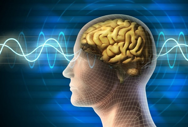 The head of everything is the ”BRAIN